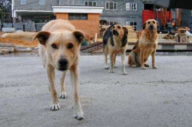 В области построят 6 приютов для бездомных собак
