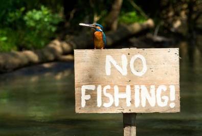 В области запрещено ловить рыбу