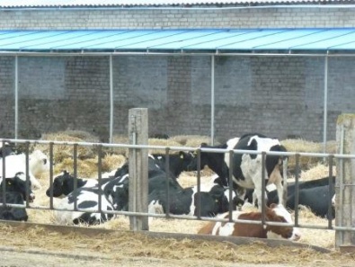 На Днепропетровщине открыта первая в Украине современная молочная ферма семейного типа