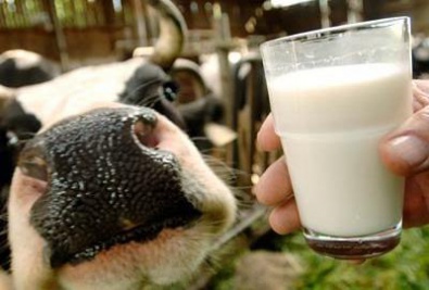 В Кривом Роге и области 9 тыс семей получили господдержку на содержание крупного рогатого скота