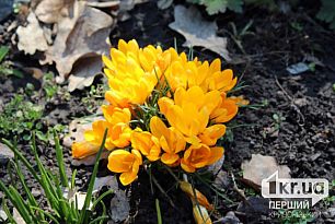 Весенние цветы под угрозой: криворожан просят не покупать первоцветы