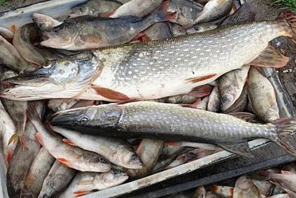 На водоймах Дніпропетровської області за тиждень виявили понад 60 порушень