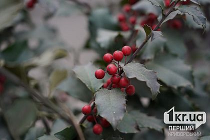 Якою буде погода у Кривому Розі 4 березня