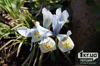 Какая будет погода в Кривом Роге в понедельник 9 марта