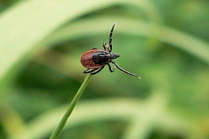 Криворіжців попереджають про початок сезону кліщів — коли саме
