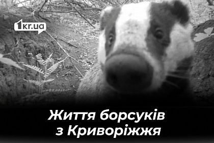 Борсуки та лисиці: криворіжець фільмує життя диких тварин за допомогою фотопасток