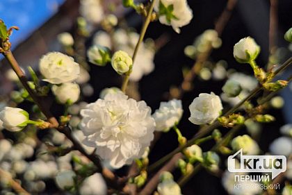 Яку погоду очікувати криворіжцям 12 березня