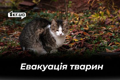 Як евакуювати тварину, якщо господар вже виїхав із прифронтової території:  пояснення волонтерки