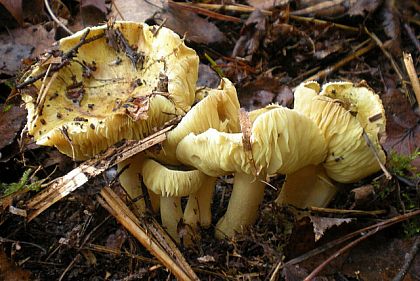 У Кривому Розі чоловік отруївся консервованими грибами