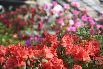 80 сортів азалій: криворіжців запрошують до ботанічного саду на прогулянку