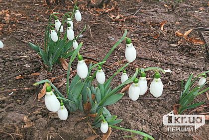 Погода у Кривому Розі 20 березня