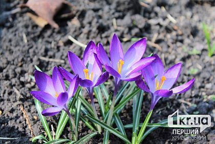 Потепління до +19°С: погода у Кривому Розі на тиждень