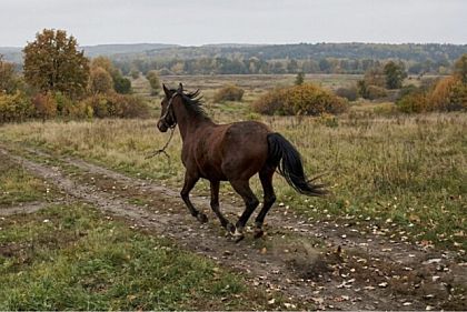 У Кривому Розі виявили нові порушення на фермі, звідки тікали коні й левиця