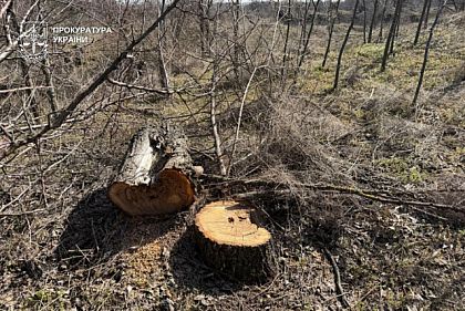 Незаконно вирубав дерева у заповідному фонді «Візирка» — підозрюють мешканця Криворіжжя