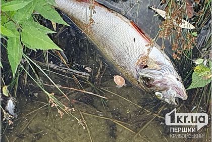 Мертва риба у криворізькій Саксагані: чому річка влітку починає «задихатися»