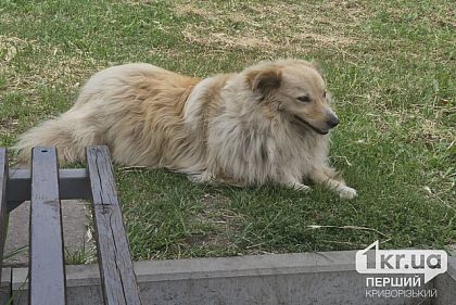 Штрафуют ли за то, что ребенок самостоятельно выгуливает собаку