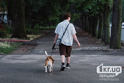 Корм для котів і собак: у Кривому Розі стартувала допомога для переселенців із домашніми тваринами