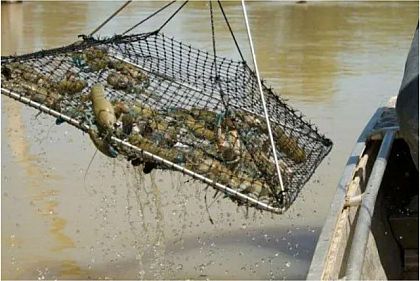 На Карачунівському водосховищі біля Кривого Рогу з водойми дістали раколовки з живими раками