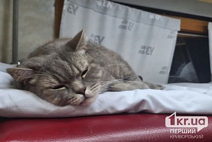 Собаки, коти, папуги: скільки домашніх тварин перевезла Укрзалізниця за рік