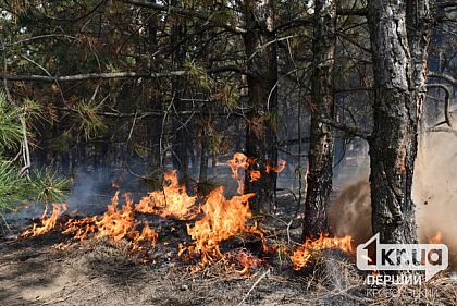 У Дніпропетровській області оголосили пожежну небезпеку — якого рівня