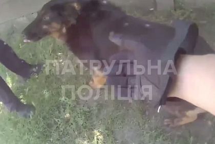 После ракетного удара в Кривом Роге патрульные спасли собаку: животное ищет хозяина