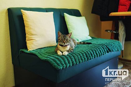 Как помочь домашним и бездомным животным в жару — советы