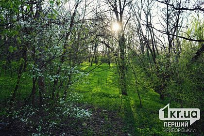 Жара и дождь в конце: погода в Кривом Роге на неделю