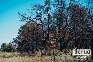 16 февраля в Кривом Роге объявили штормовое предупреждение