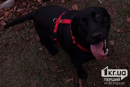 Криворожан призывают вакцинировать домашних животных от бешенства