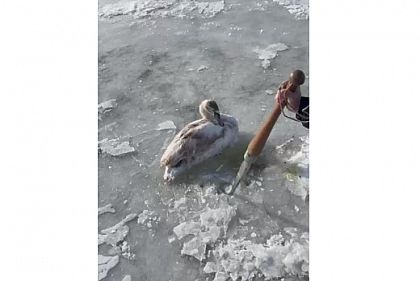 Патрульные Днепропетровщины освободили из ледяной ловушки лебедя