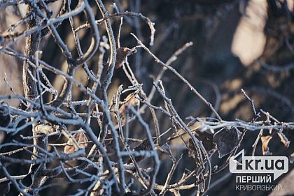 Какую погоду ожидать в Кривом Роге 10 февраля