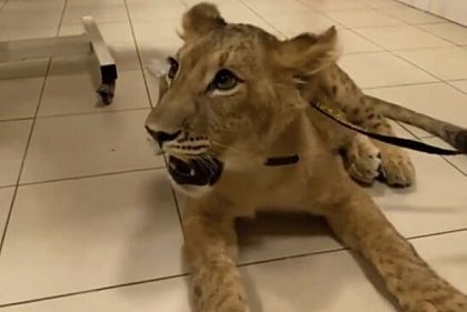 Криворіжець отримав мінімальний штраф за 5 років неналежного утримання левиці