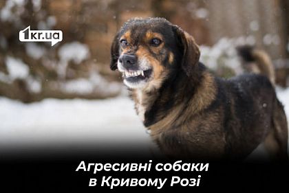 Что делать криворожанам, если укусила собака