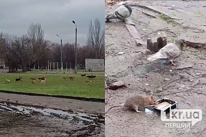 Криворіжці скаржаться на зграю собак та щурів на території навчального закладу