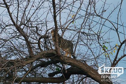Зима відступає: якою буде погода у Кривому Розі в перші весняні вихідні