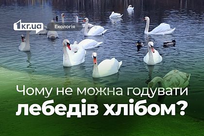 Десятки лебедей в криворожском парке: специалисты предупреждают об особенностях кормления