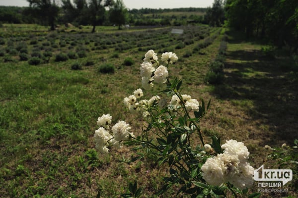 розы