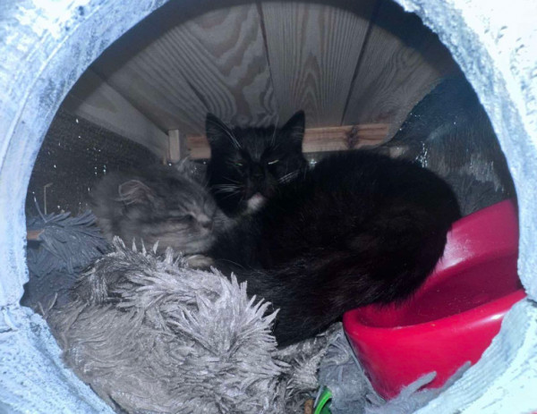 коты, живущие в уличном домике коты