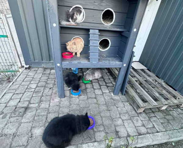 на Житомирщине занимаются уличными котами коты из Житомирщины