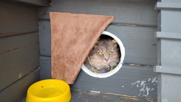 греющийся котик котик