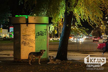 У Кривому Розі двоє чоловіків обікрали кіоск через отвір для вуличних собак
