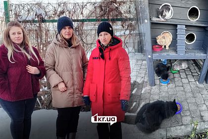 Пункти незламності для безпритульних тварин: чи може Кривий Ріг перейняти досвід Житомирщини