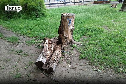 В Кривом Роге удалят 59 тополей во время обновления тротуара — почему