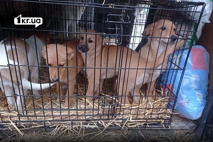Пропали 17 эвакуированных собак. На Криворожье поселилась волонтерка, которая содержала животных в ужасных условиях