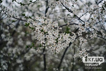 Пориви вітру та можливий дощ: погода у Кривому Розі 4 квітня