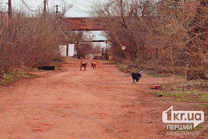 Захистити від безпритульних собак: мешканці Інгульця подали петицію до міських чиновників