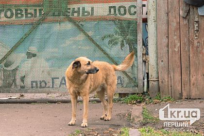 Нацьковували собак одна на одну: поліція Кривого Рогу відкрила кримінальну справу