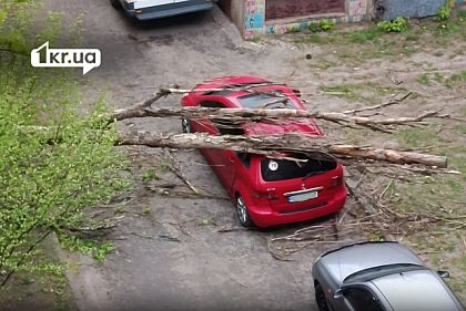 Дерево упало на машину: что делать и можно ли получить компенсацию