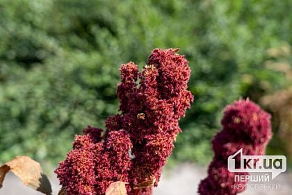 Майже 400 тисяч гривень на озеленення парку Богдана Хмельницького в Кривому Розі