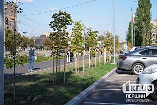 КП «Сансервис» объявило тендер почти на 5,5 миллиона гривен на саженцы деревьев и кустарников